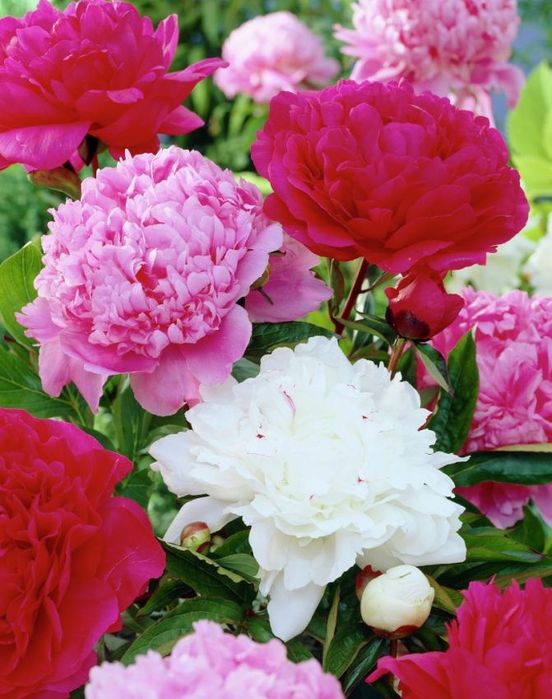 Rizomas/Bolbos de Peonias