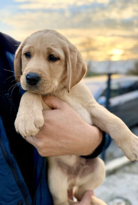 Лабрадор ретривер