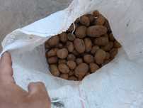 Ziemniaki odpadowe 0,40zł/kg