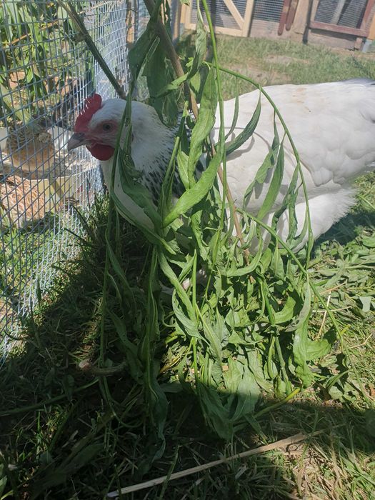 Jajka swojskie od kur z domowej hodowli