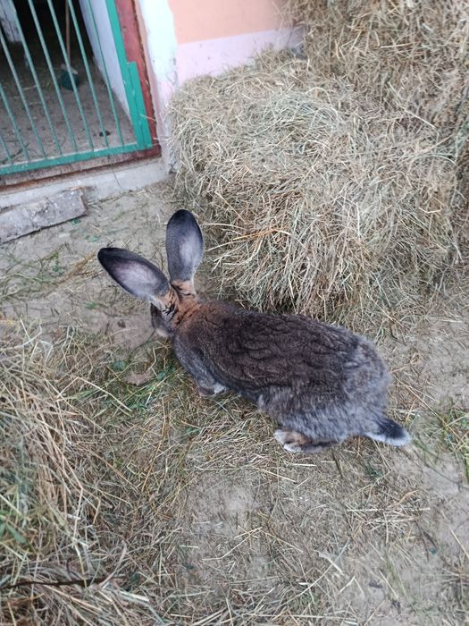 Olbrzym belgijski z rodowodem
