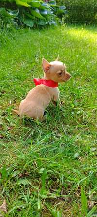 Chihuahua samczyk