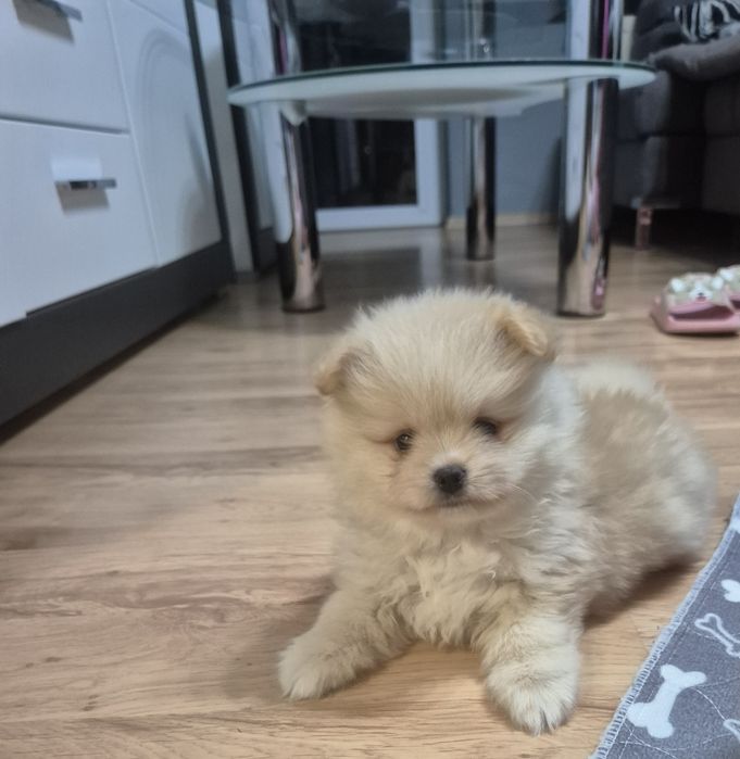 Szpic miniaturowy - GOTOWE DO ODBIORU