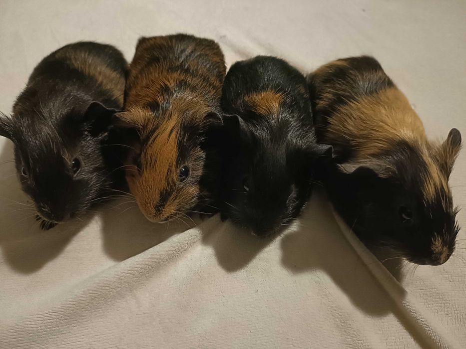 Świnki morskie (kawie domowe)