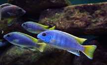 GB MALAWI Pseudotropheus Acei Luwala