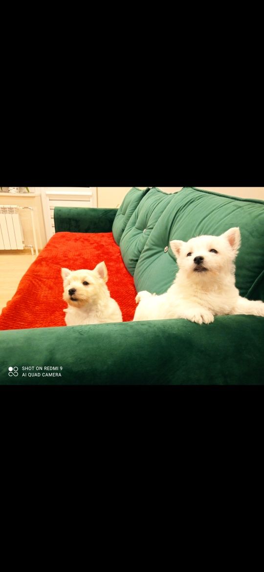 West Highland White Terrier