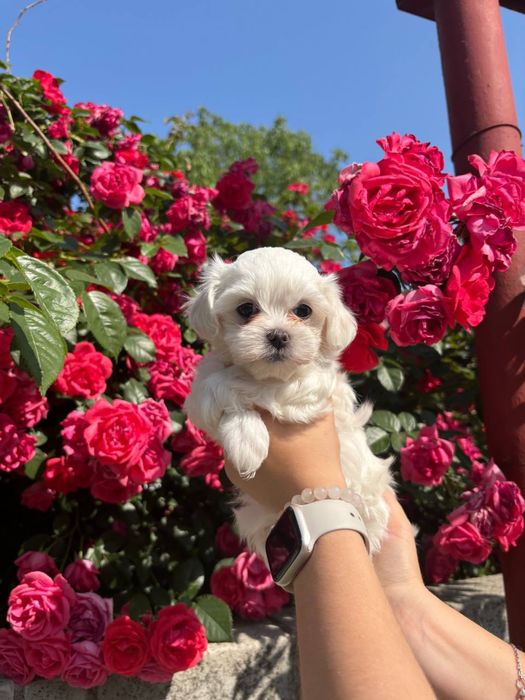 Дівчата мальтезе