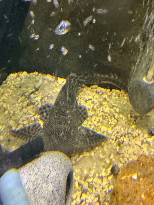 Limpa vidros, peixes