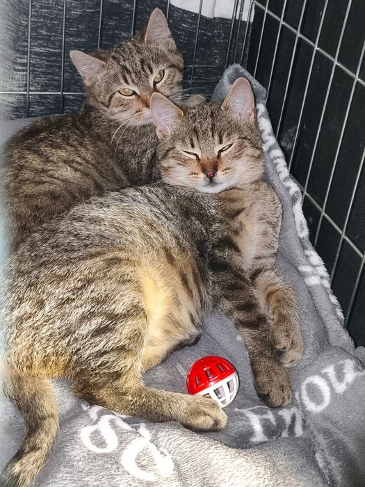 Merci, Jaguś i Leoś szukają domów.