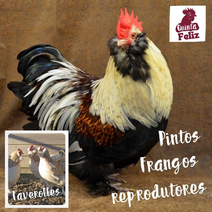 Faverolles - Pintos, frangos de raça pura