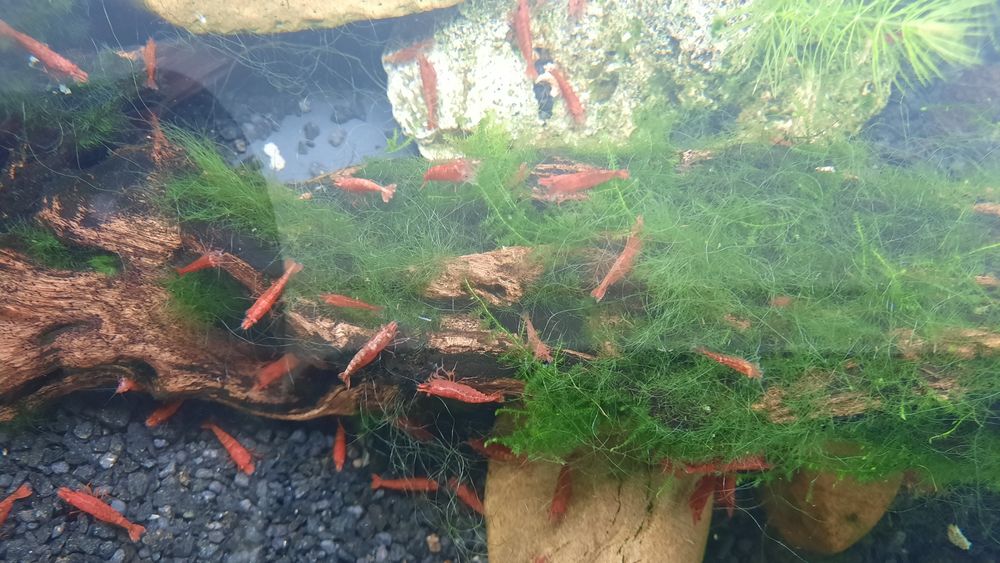 Camaroes Red Cherry