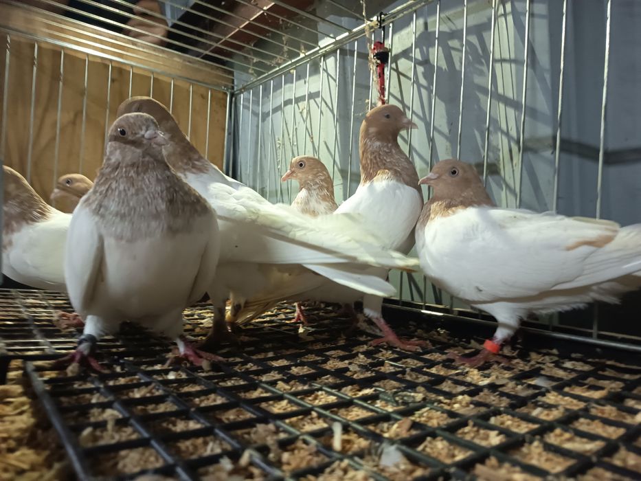 Budapeszty 25zł sztuka