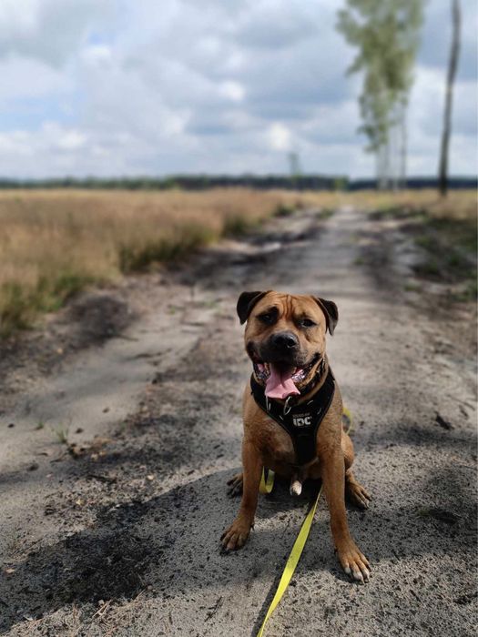 Pitbull szuka domu. Adoocja. Pies bez domu.