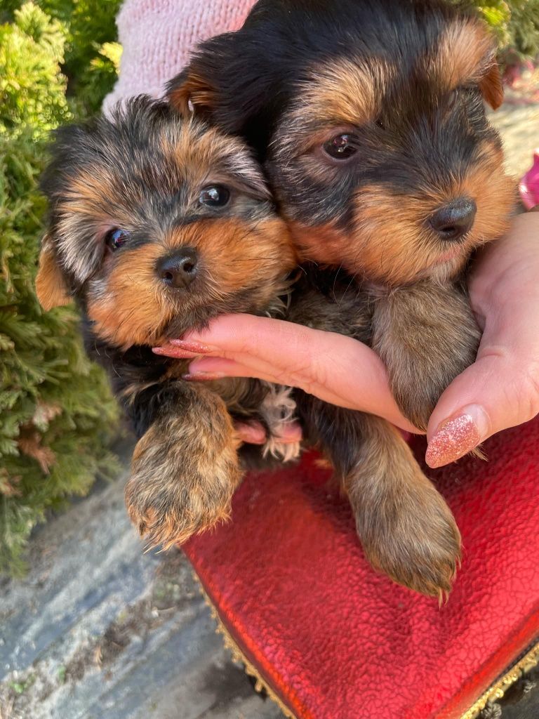 Yorkshire terrier piesek z rodowodem