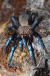 Birupes Simoroxigorum L3