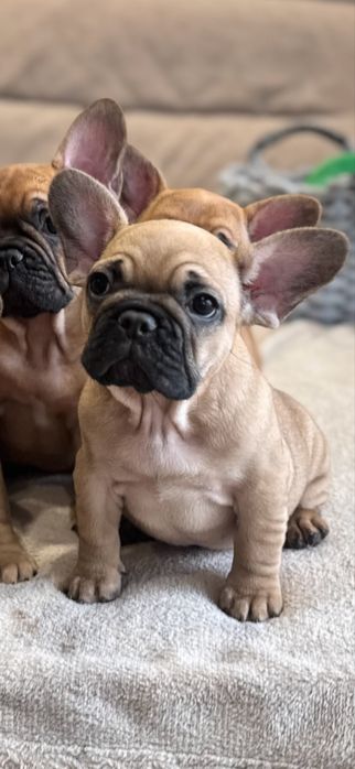 Buldog francuski suczka FCI – Perros Felices Sophia, Wrocław