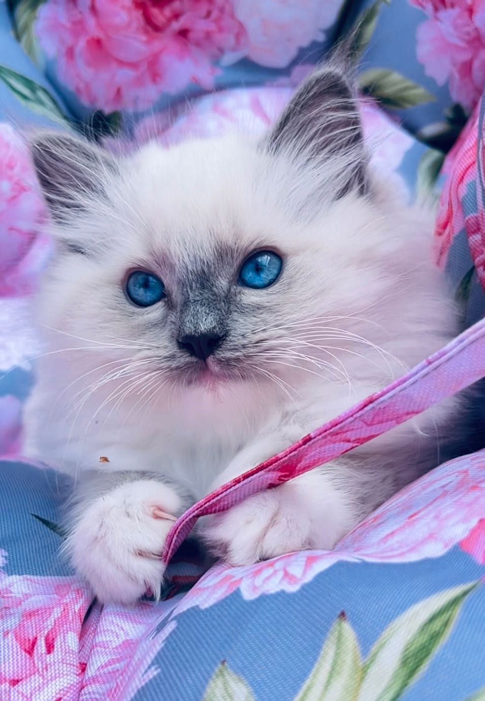 Kotek Ragdoll na kolanka