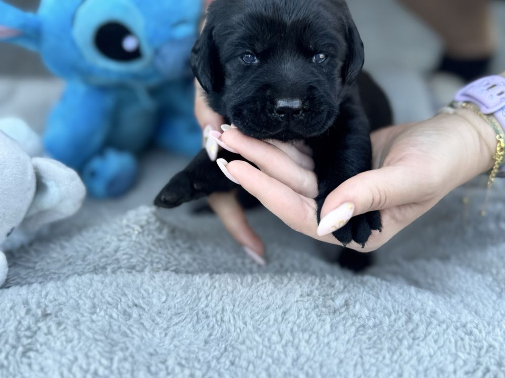 Labrador Retrivet miot A - Amina