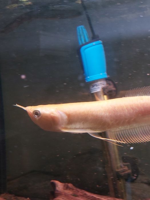 Arowana albina 30 cm