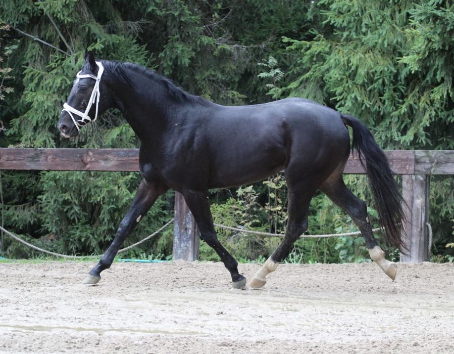 Kary przyszłościowy 3.5 latek