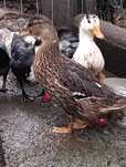 Kaczki Call Duck