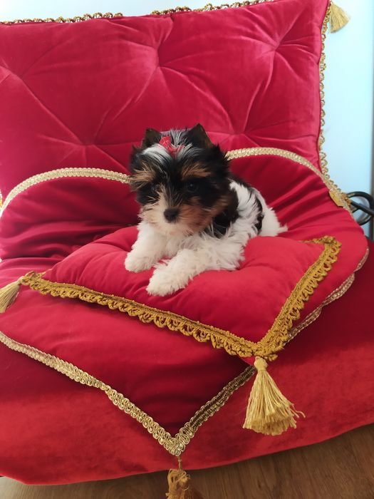 Cudownej urody suczka z metryką ZkwP/FCI Biewer Yorkshire terrier.