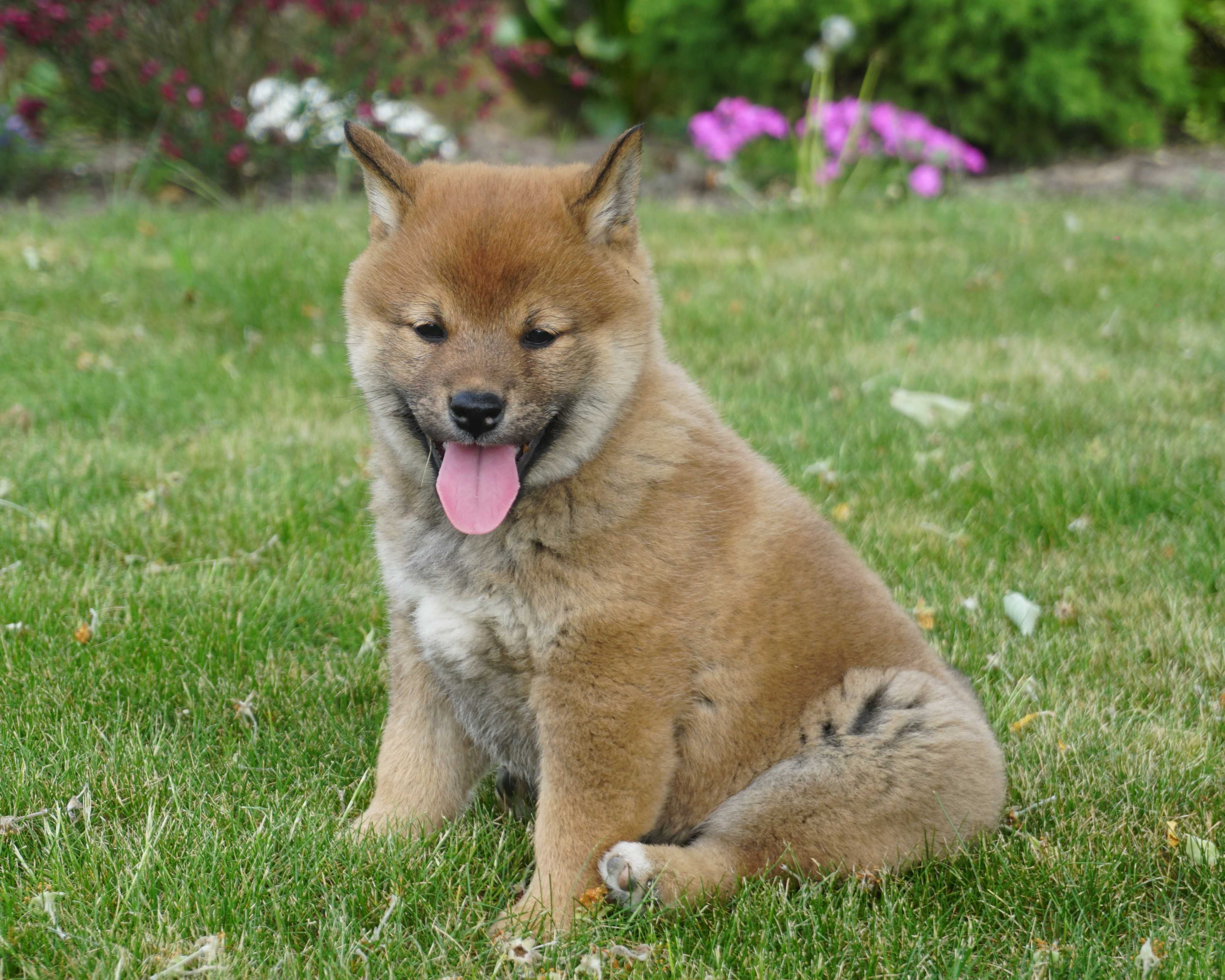 shiba inu piesek szczeniak