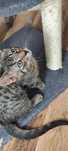 Domek poszukiwany kociak Miron do adopcji