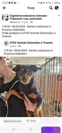Pies znaleziony w Pruszczu Gdańskim