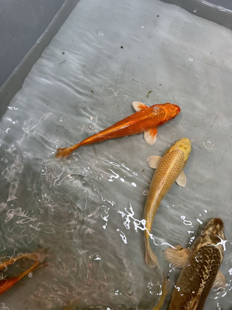 Karp koi ryby kolorowe karasie do oczka stawu narybek