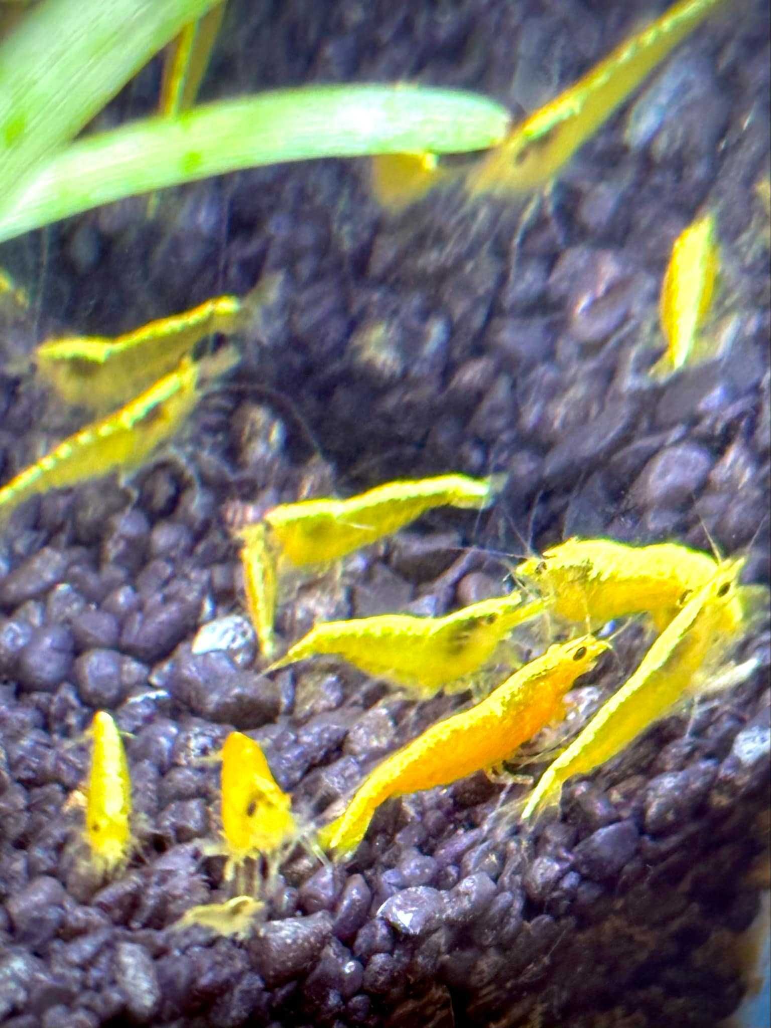 Krewetki - Neocaridina Yellow Neon