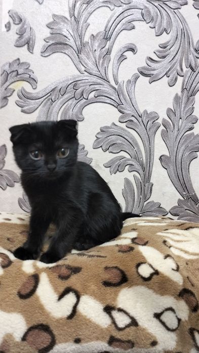 Кошенята , дуже класні, мама висловушка.