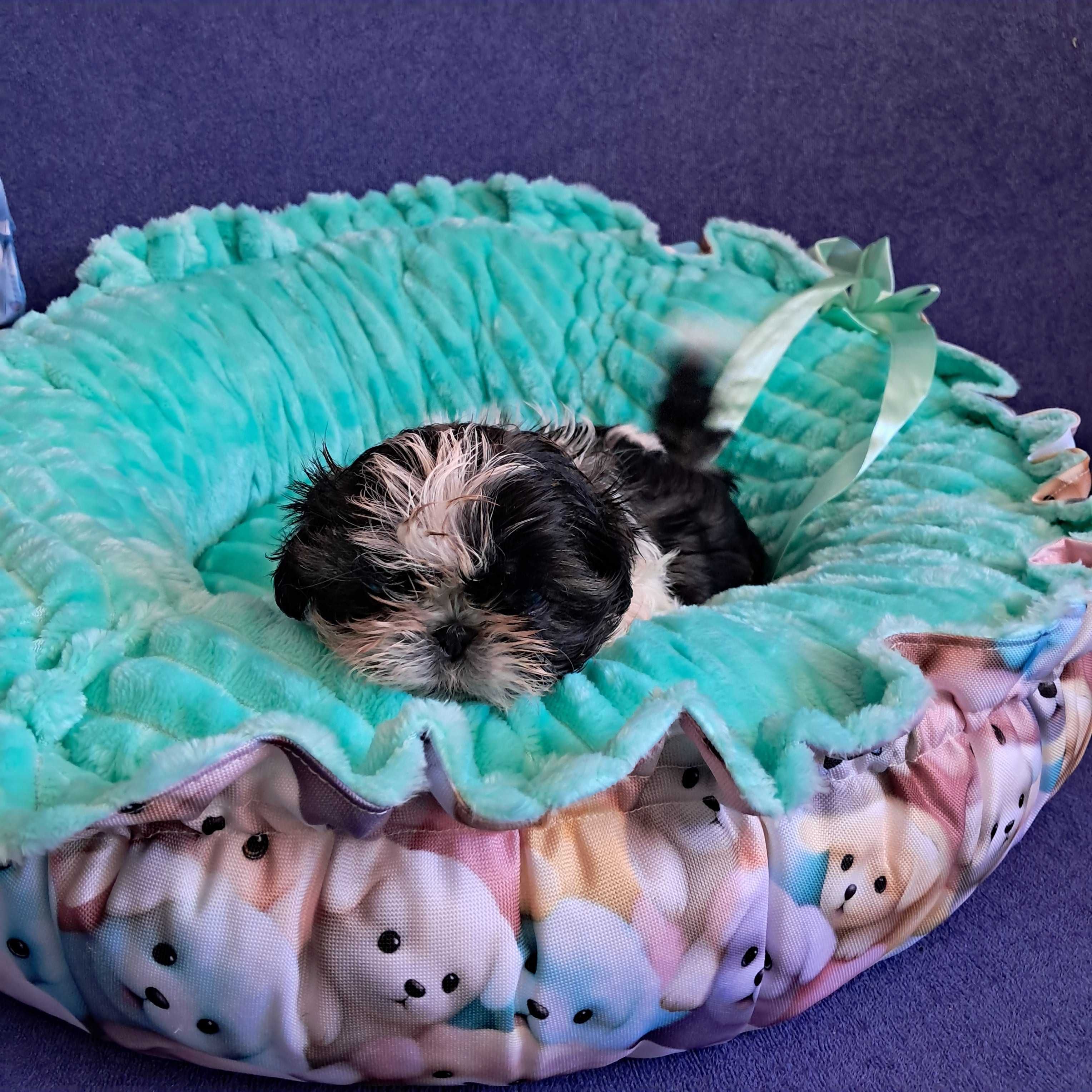 SHIH TZU dziewczynka gotowa do odbioru