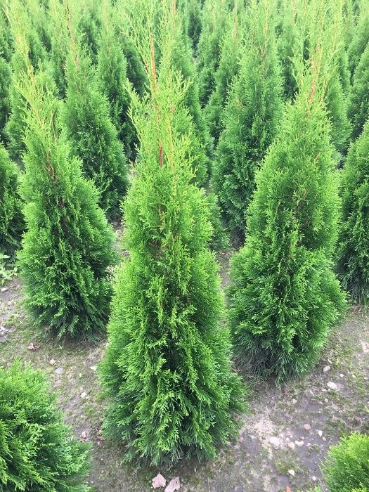 Tuja, tuje thuja Szmaragd 80-180 cm Producent Wrocław!