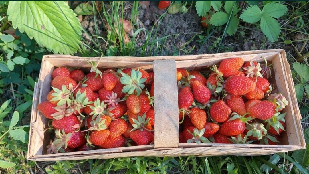 Sadzonki truskawek. Stara słodka odmiana. 20 sztuk