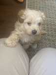 Sympatyvzna sunia Maltipoo