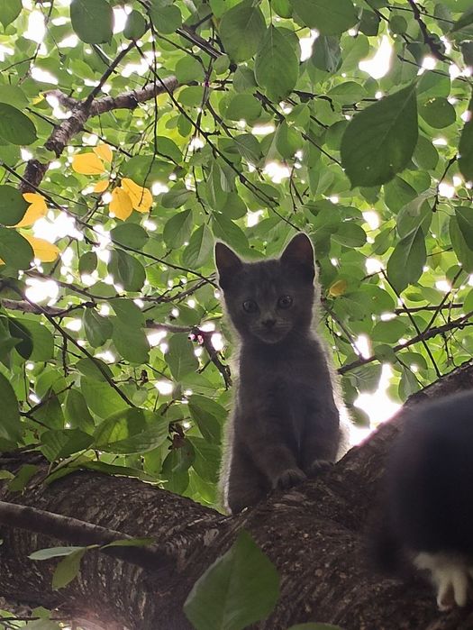 Котята 2 месяца  ,девочки ,полосатые ,пепельная