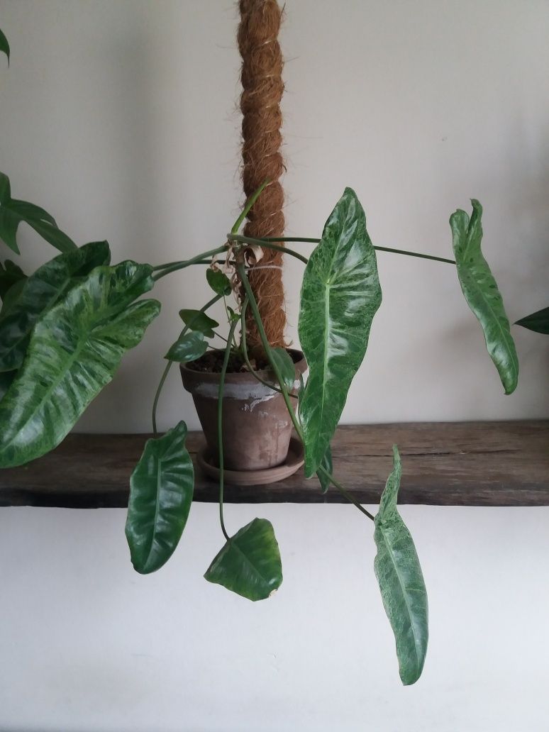 Młoda roślina philodendron Paraiso Verde