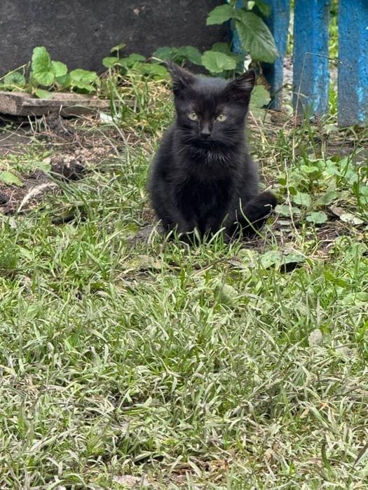 Кішечка чорного кольору