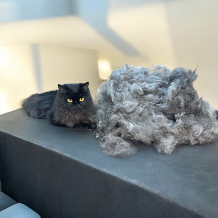 Стрижка(груминг)собак и кошек