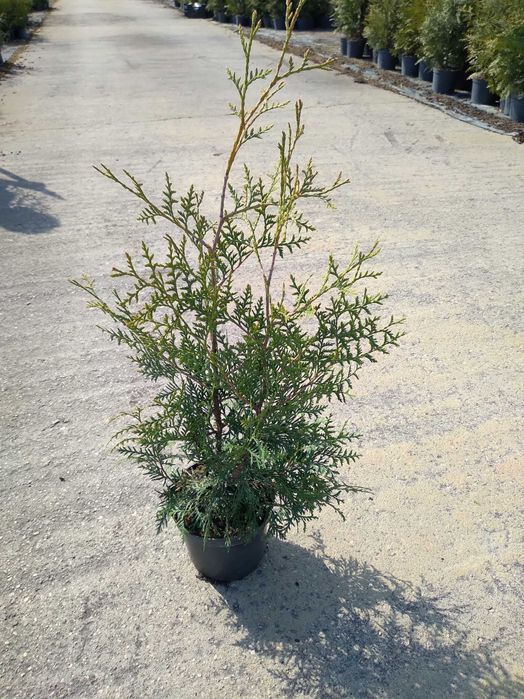 Thuja occidentalis Brabant Co2 litry (60 - 80cm)