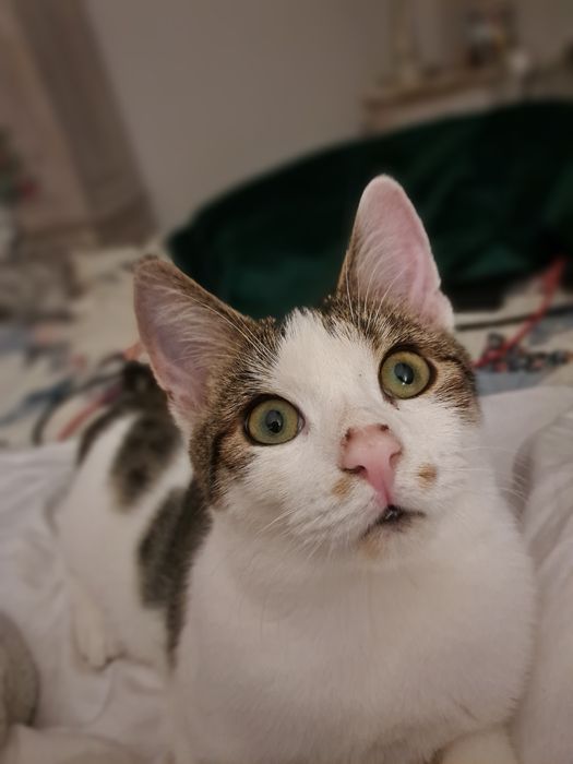 Bobi- kocurek przytulas szuka domu