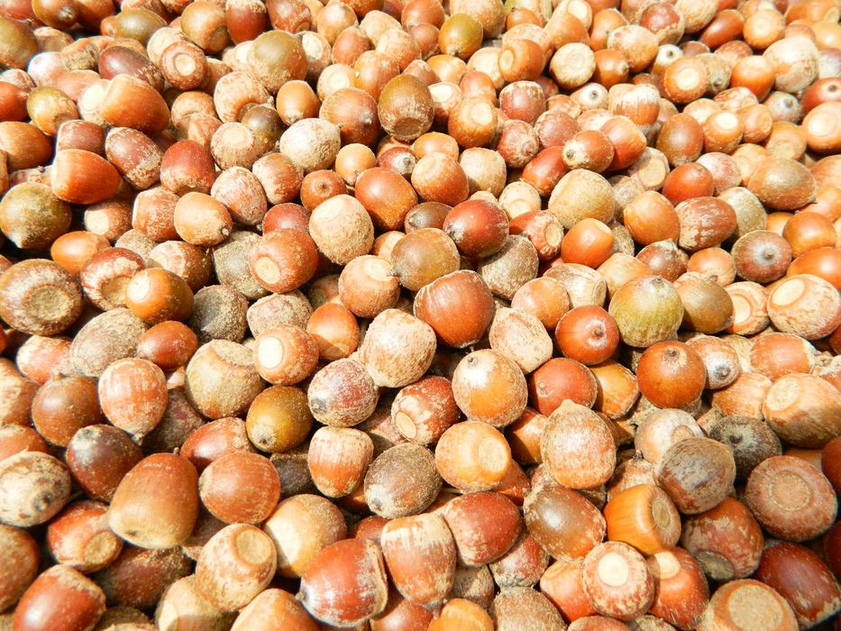 Sprzedam nasiona żołędzie dębu czerwonego ( Quercus Rubra ) zbiór 2024