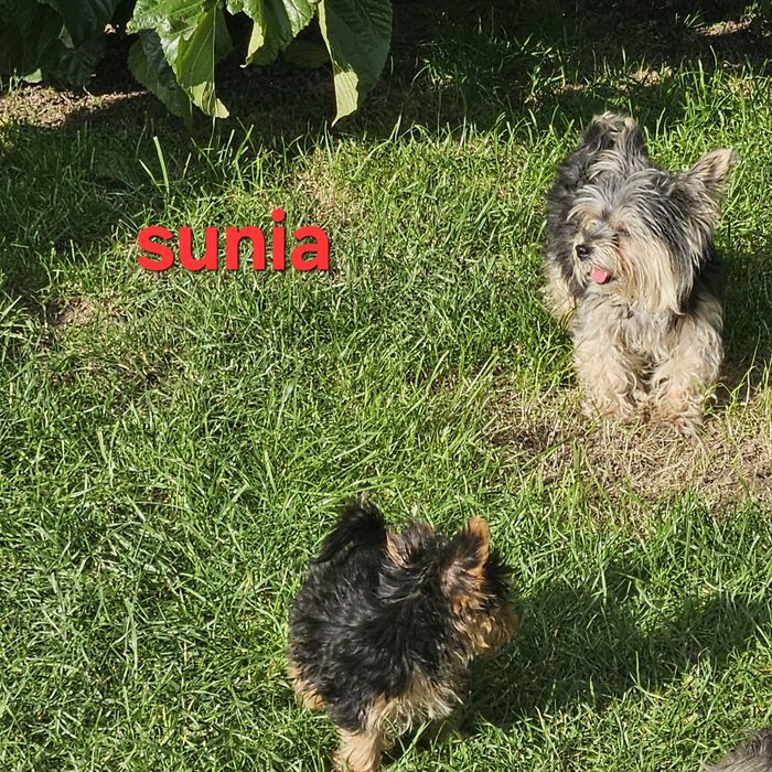 Sunia york z Rodowodem do odbioru