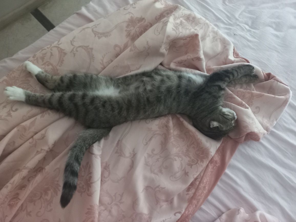 Отдам в хорошие руки кошку