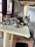 Piękne Koty Maine Coon