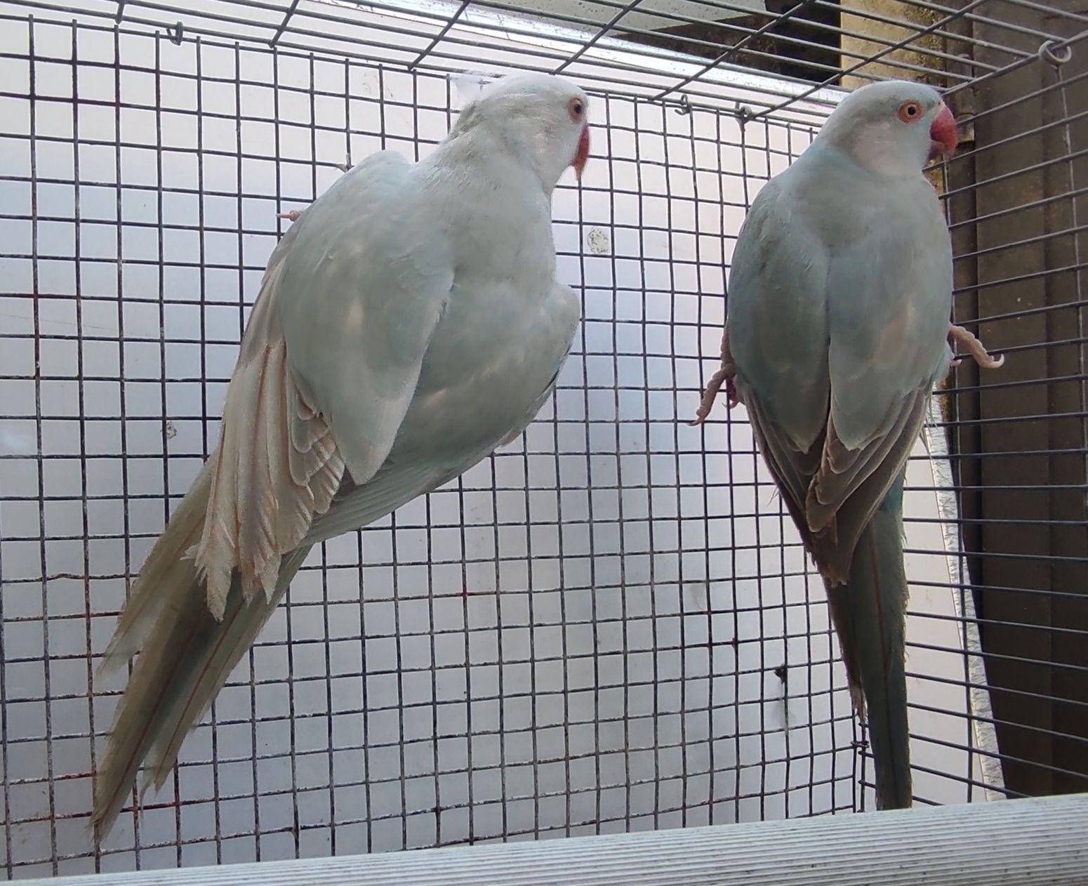 Casais Ring Necks