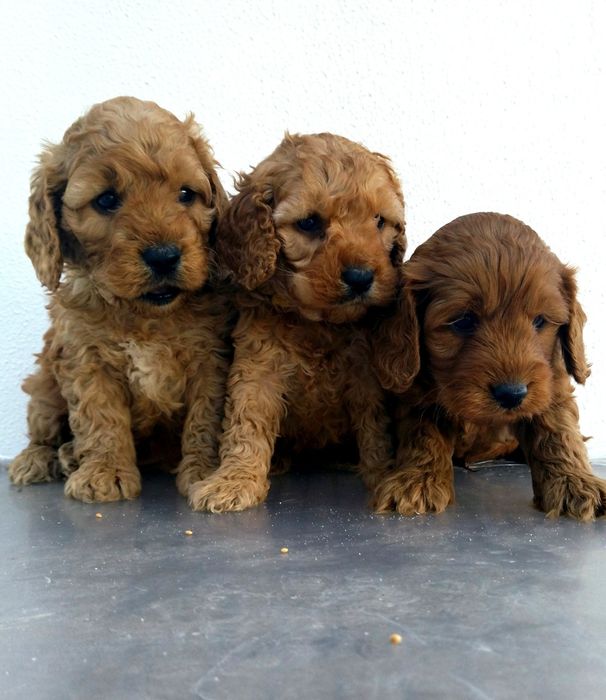 Cockapoo F1 Cocker Spaniel & Pudel
