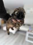 Mini sunia Shih Tzu laleczka