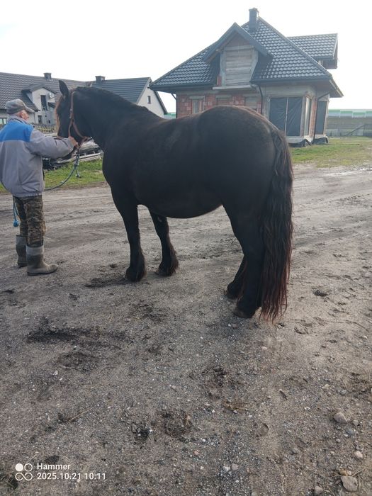 Sprzedam klacz zimnokrwistą , źrebna